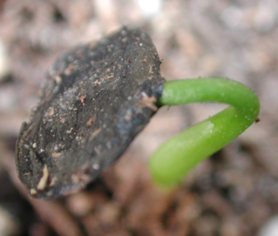 Xanthorrhoea australis sprout